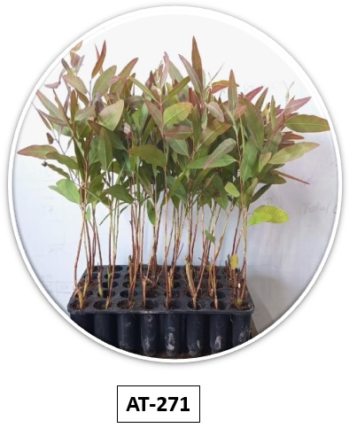 Eucalyptus Sapling AT-271 Bundle 