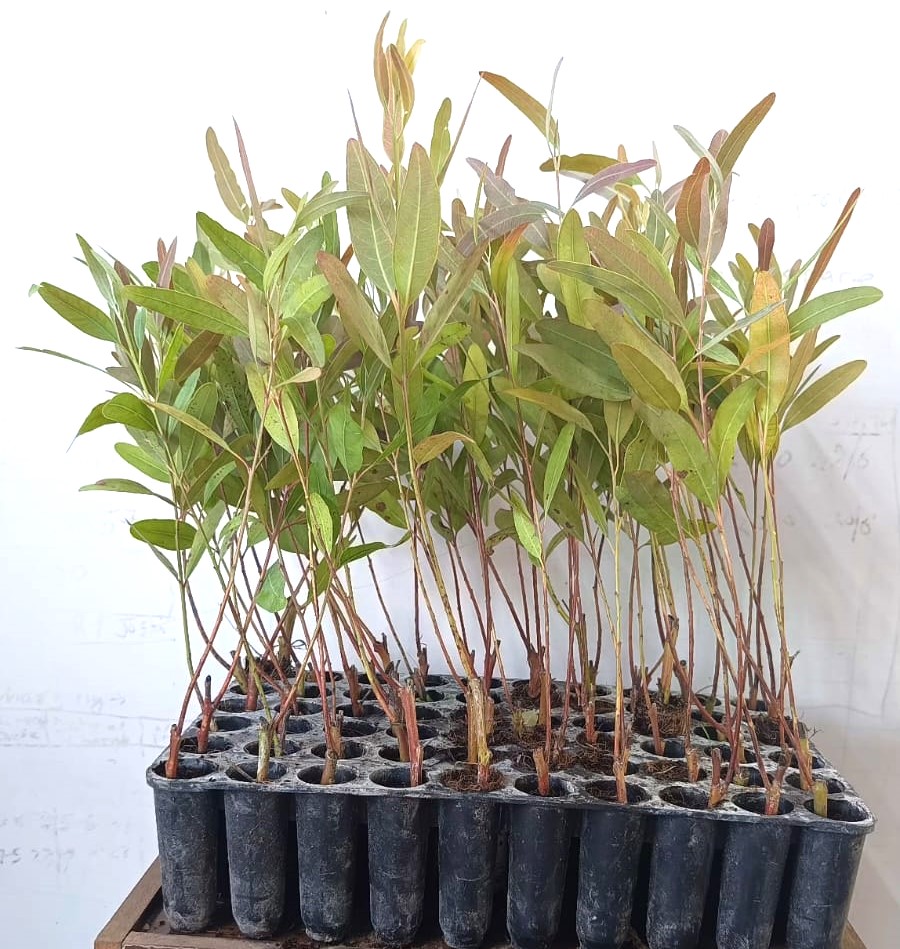 Eucalyptus Sapling-K25 Bundle