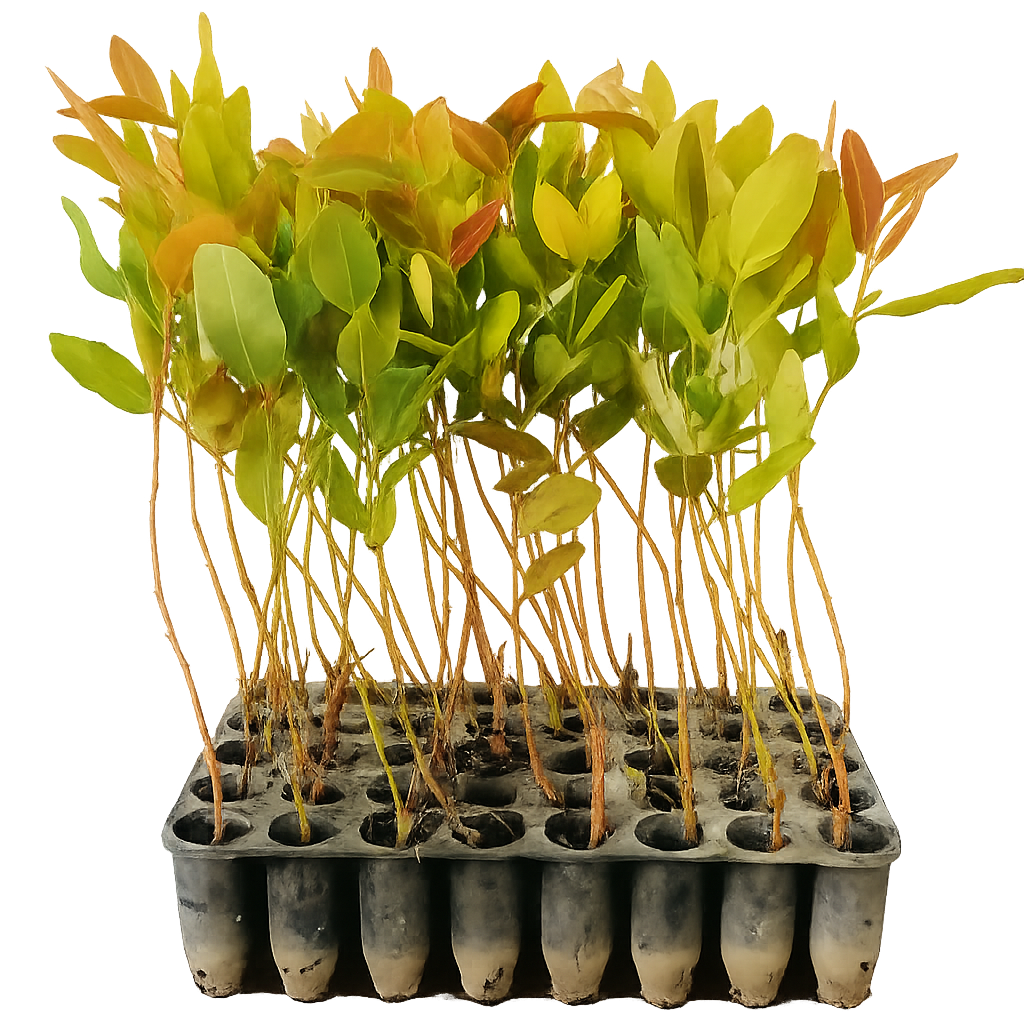 EUCALYPTUS SAPLING AT 07 BUNDLE