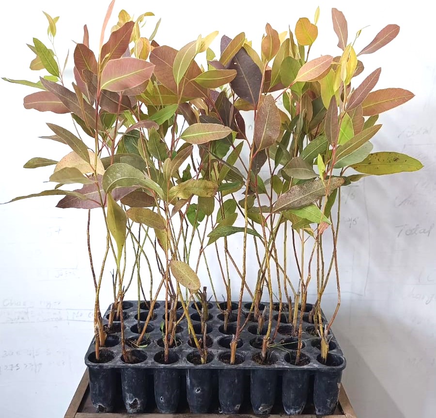 EUCALYPTUS SAPLING AT 316 BUNDLE