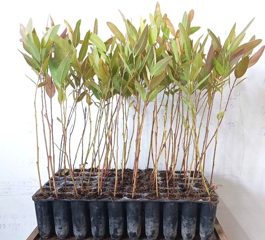 EUCALYPTUS SAPLING AT 2023