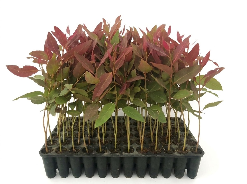 EUCALYPTUS SAPLING AT EC X ED