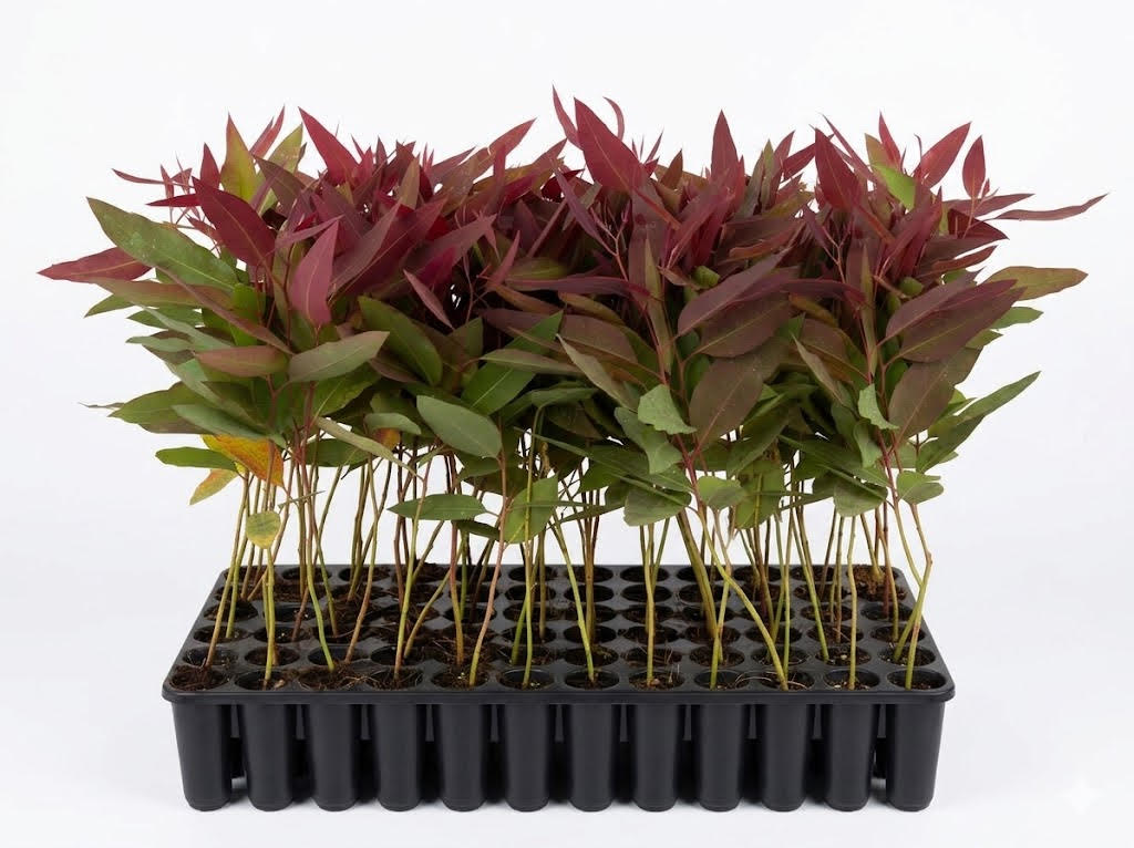 EUCALYPTUS SAPLING AT EC X EU