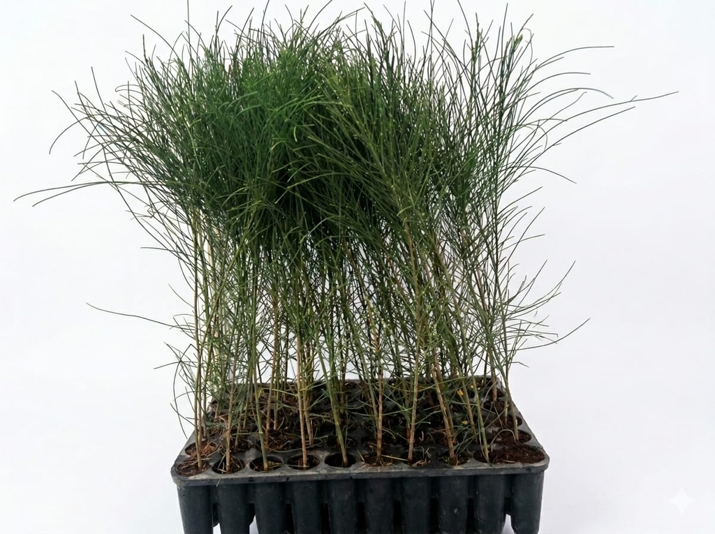 CASUARINA SAPLING AT MARKANA 60