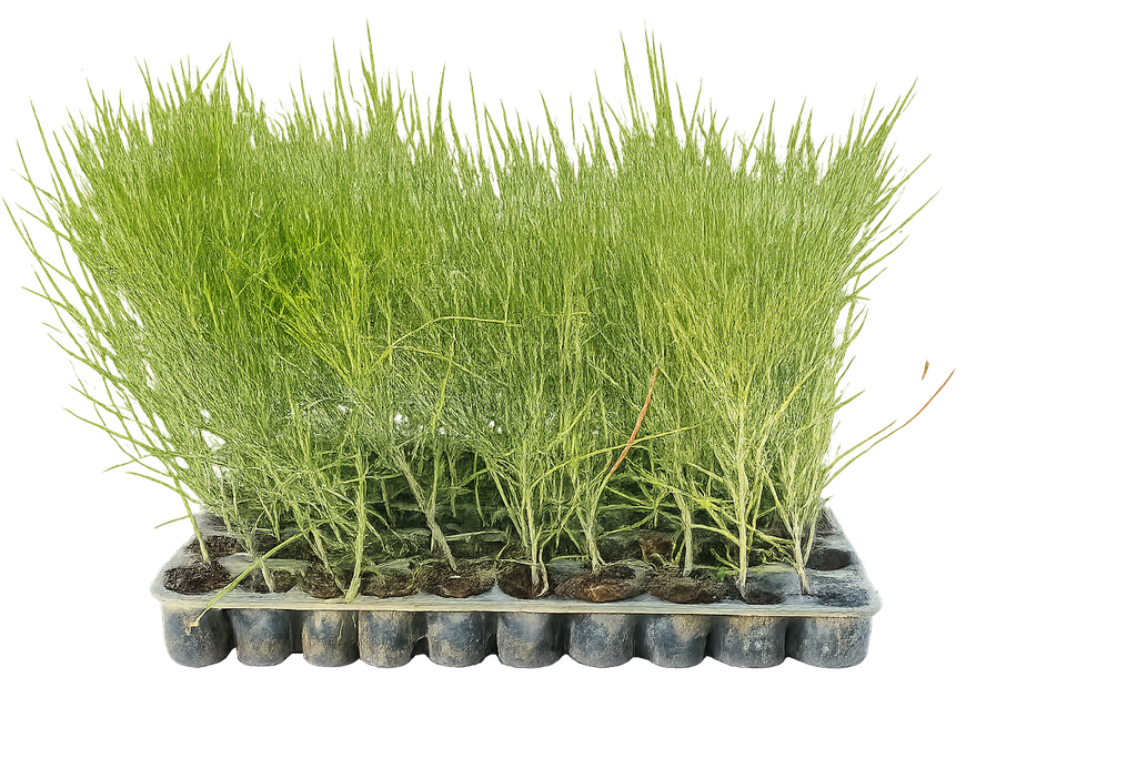 CASUARINA SAPLING AT MARKANA 72