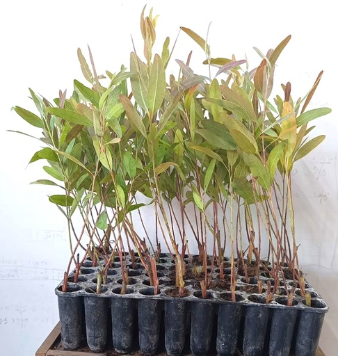 Eucalyptus Sapling-K25 (B)