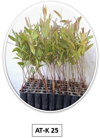 Eucalyptus Sapling AT-K25 Bundle