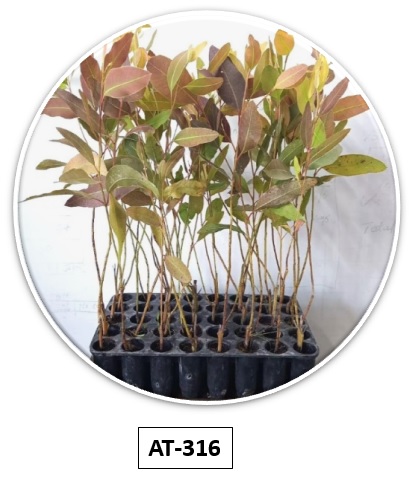 Eucalyptus Sapling AT-316 Bundle 