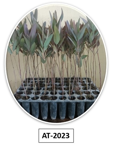 Eucalyptus Sapling AT-2023 Bundle 