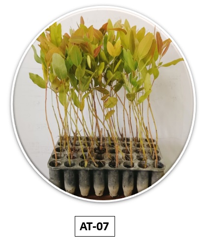 EUCALYPTUS-SAPLING-AT 07 (Vizag)